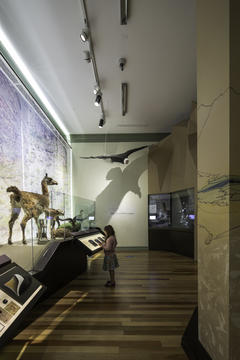 Museografía  Museo de Historia Natural Valparaíso  / SUMO arquitectura y diseño