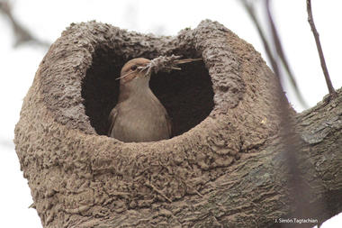 La naturaleza haciendo arquitectura: las construcciones del pájaro Hornero