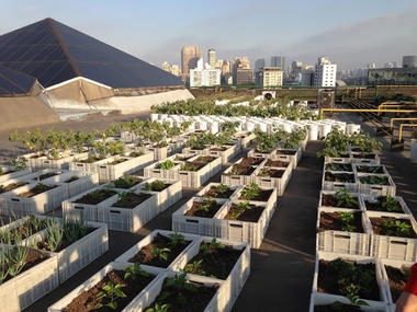 Shopping de São Paulo vence prêmio de sustentabilidade com horta e composteira em sua cobertura