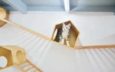 画廊 田子坊里的撸猫体验馆 / 随变设计  - 31