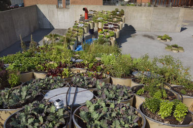 Gallery of Urban Farming: Food Production in Community Parks and Private Gardens  - 19