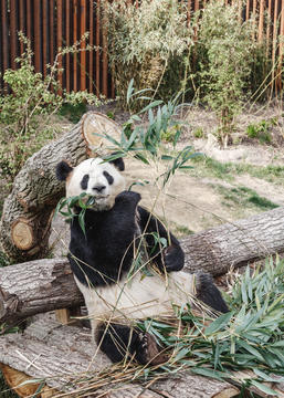 Gallery of Panda House Observation Center / BIG  - 12