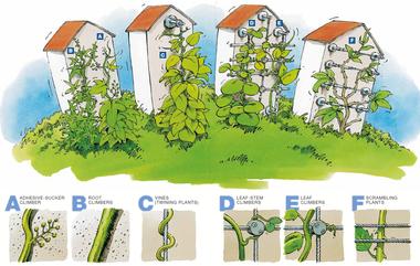 Gallery of Creating Vertical Gardens and Green Facades with Steel Cables  - 22