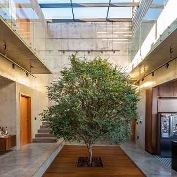Naturaleza integrada: 17 proyectos con árboles en su interior