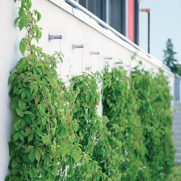 Green Wall System - FAÇADESCAPE™ from Carl Stahl