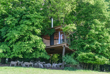Gallery of Tree House / JAN TYRPEKL  - 8