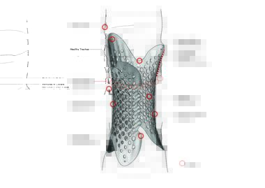 Gallery of Tonkin Liu Create Innovative Medical Device using their Signature Shell Lace Structure  - 3
