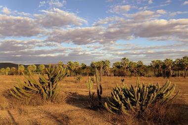 Flora do Brasil 2020: biblioteca digital gratuita da biodiversidade vegetal no país