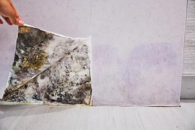 Invisible Mold can Destroy Architecture Silently: How to Treat Mold in Buildings