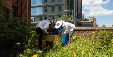 How Can Cities Help and Be Helped by Bees