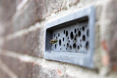 Giving Nature a Home in Cities: Bricks for Bees' Nests