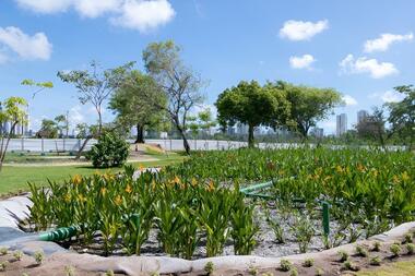 Recife construirá jardim filtrante de 7 mil m² para despoluir riacho
