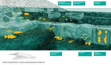 Gallery of Nature-based Protection Against Storm Surges  - 14