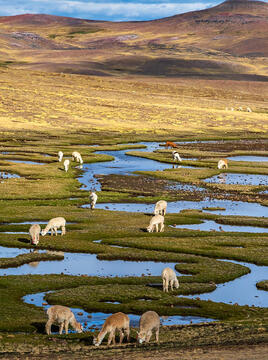 Bofedales: Natural Infrastructures and Andean Landscapes